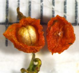   Fruit:   Nertera granadensis , drupe split open displaying two pyrenes inside; Photo by K.E. Clancy, USDA APHIS PPQ, imageID.idtools.org
